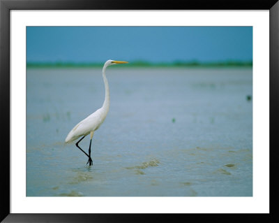 A Great Or Common Egret by James P. Blair Pricing Limited Edition Print image