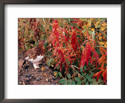 Willow Ptarmigan In Denali National Park, Alaska, Usa by Dee Ann Pederson Pricing Limited Edition Print image