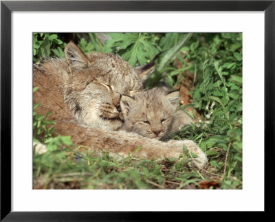 Canada Lynx, Felis Lynx Canadensis Female And Kitten Restin G Montana by Alan And Sandy Carey Pricing Limited Edition Print image