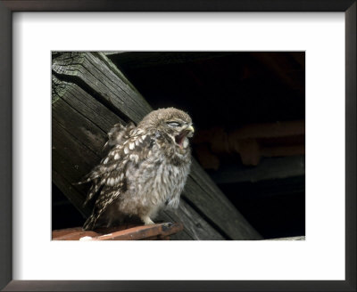 Little Owl, Athene Noctua, Hiller Moor, Luebbecke, Germany by Thorsten Milse Pricing Limited Edition Print image