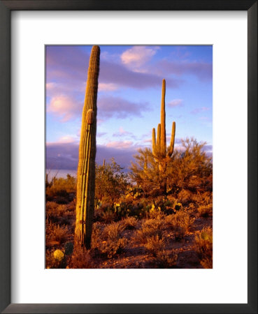 Cacti With Clouds In Background, Saguaro National Park, Usa by Charlotte Hindle Pricing Limited Edition Print image