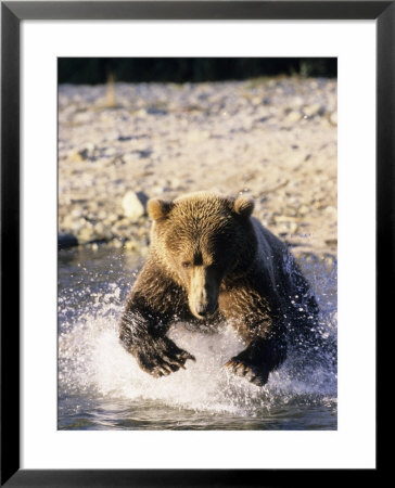 Alaskan Brown Bear, Large Male Catching Salmon In Water, Alaska by Daniel Cox Pricing Limited Edition Print image