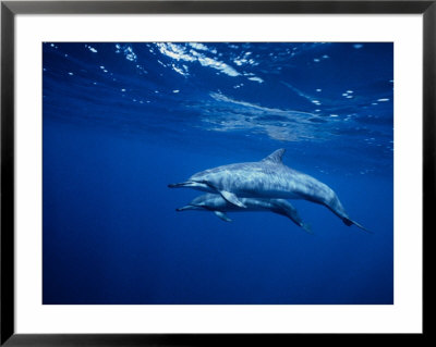 Long-Snouted Spinner Dolphin, Pair, Brazil by Gerard Soury Pricing Limited Edition Print image