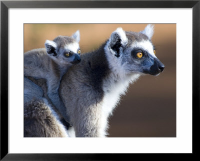Ring-Tailed Lemur, Mother Carrying Youngster On Back, Madagascar by Mike Powles Pricing Limited Edition Print image