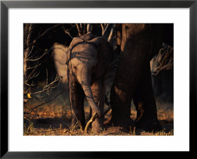 Juvenile African Elephant With Its Parent by Beverly Joubert Pricing Limited Edition Print image