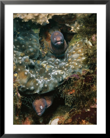 A Pair Of Moray Eels (Gymnothorax Species) Poke Out From Their Coral Burrows by Wolcott Henry Pricing Limited Edition Print image