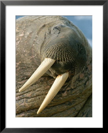 Close View Of The Whiskered Face Of A Male Walrus, Odobenus Rosmarus by Norbert Rosing Pricing Limited Edition Print image