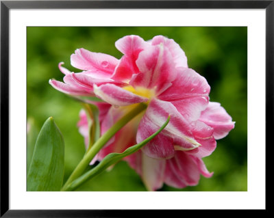 Tulipa Peach Blossom (Tulip Double Early Group), Close-Up Of Pink Flower by Susie Mccaffrey Pricing Limited Edition Print image