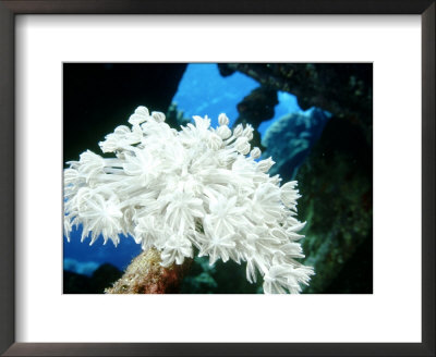 Octo Corals, St. Johns Reef, Red Sea by Mark Webster Pricing Limited Edition Print image