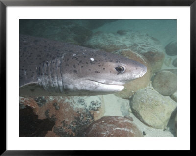 Spotted Sevengill Cow Shark, False Bay, Atlantic Ocean by Chris And Monique Fallows Pricing Limited Edition Print image
