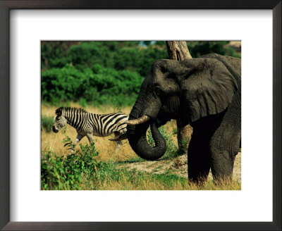 African Elephant And Zebra On The Grassland by Beverly Joubert Pricing Limited Edition Print image
