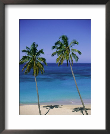 Palm Trees On Deserted Beach, Antigua, Caribbean, West Indies, Central America by Firecrest Pictures Pricing Limited Edition Print image
