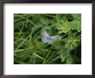 Close View Of A Butterfly In Onion Valley by Marc Moritsch Pricing Limited Edition Print image