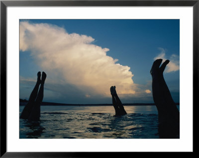 Three Pairs Of Legs Stick Out Of The Water In Lake Mcconaughy by Joel Sartore Pricing Limited Edition Print image
