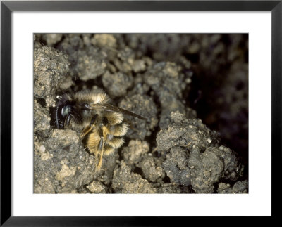 Red Mason Bee, Collecting Mud For Nest Building, Oxfordshire, Uk by O'toole Peter Pricing Limited Edition Print image