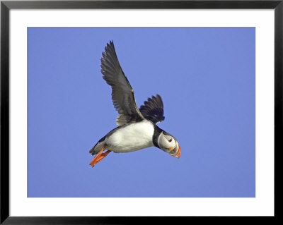 Atlantic Puffin, Adult In Flight, Iceland by Mark Hamblin Pricing Limited Edition Print image