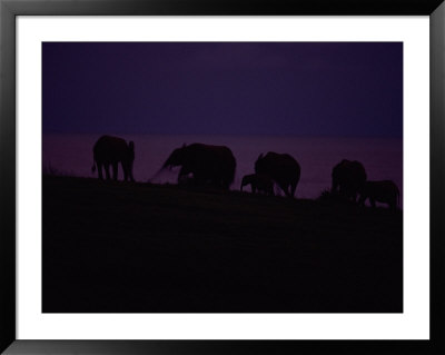 A Pack Of Elephants (Loxodonta Africana) Wandering Near The Beach by Michael Nichols Pricing Limited Edition Print image