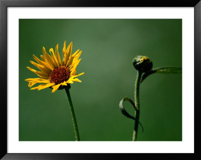 Prairie Wildflowers In Badlands National Park, South Dakota by Raymond Gehman Pricing Limited Edition Print image