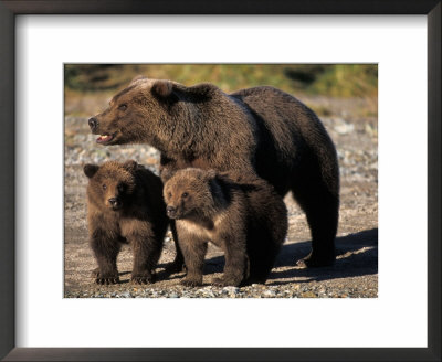 Brown Bear Sow With Cubs Looking For Fish, Katmai National Park, Alaskan Peninsula, Usa by Steve Kazlowski Pricing Limited Edition Print image