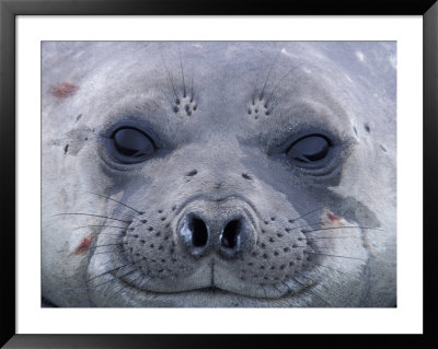 Southern Elephant Seal Yearling, South Georgia Island, Antarctica by Hugh Rose Pricing Limited Edition Print image
