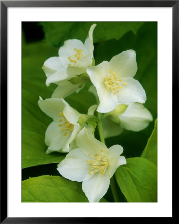 Mock Orange by Mark Bolton Pricing Limited Edition Print image
