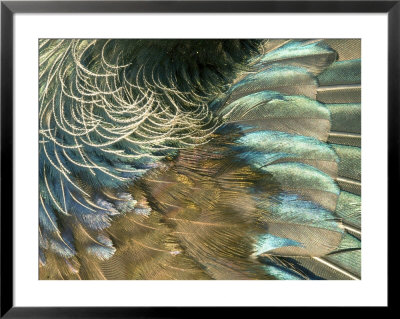 Tui, Feather Detail, New Zealand by Tobias Bernhard Pricing Limited Edition Print image