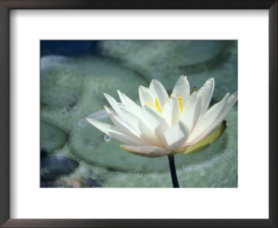 Nymphaea Marliacea Albida (Waterlily, Hardy Group) by Hemant Jariwala Pricing Limited Edition Print image