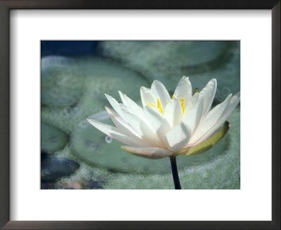 Nymphaea Marliacea Albida (Waterlily, Hardy Group) by Hemant Jariwala Pricing Limited Edition Print image