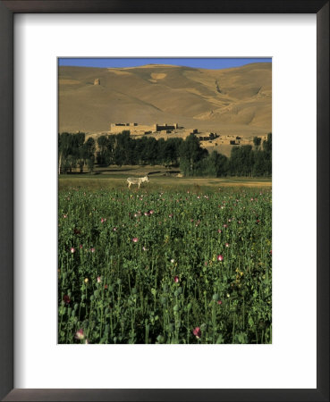 Poppy Field Between Daulitiar And Chakhcharan, Afghanistan by Jane Sweeney Pricing Limited Edition Print image