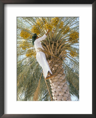 Date Picker, Nizwa, Oman, Gulf States, Middle East by Peter Ryan Pricing Limited Edition Print image
