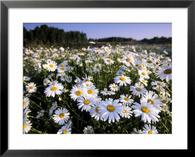 Daisy, Leucanthemum Vernale, Hiller Moor, Luebbecke, Germany by Thorsten Milse Pricing Limited Edition Print image