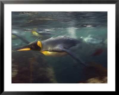 King Penguin, Underwater, Sub Antarctic by Tobias Bernhard Pricing Limited Edition Print image