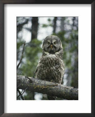 Portrait Of A Great Gray Owl Who Has Just Eaten Its Prey by Michael S. Quinton Pricing Limited Edition Print image