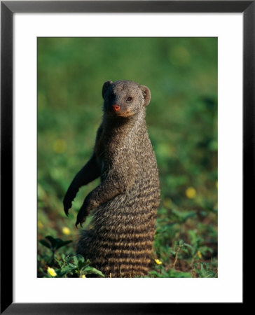 A Banded Mongoose Sits Upright To Get A Better Look At Things by Beverly Joubert Pricing Limited Edition Print image