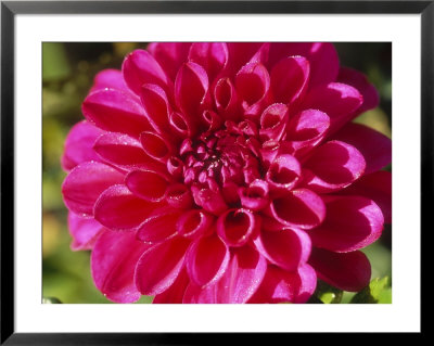 Dahlia Grace Nash, Close-Up Of Pink Flower by Lynn Keddie Pricing Limited Edition Print image