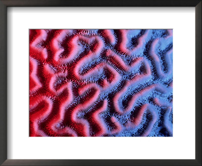 Brain Coral, Calcium Carbonate Skeleton by Sinclair Stammers Pricing Limited Edition Print image