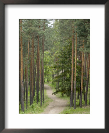 Path Through Pine Forest, Near Riga, Latvia, Baltic States, Europe by Gary Cook Pricing Limited Edition Print image