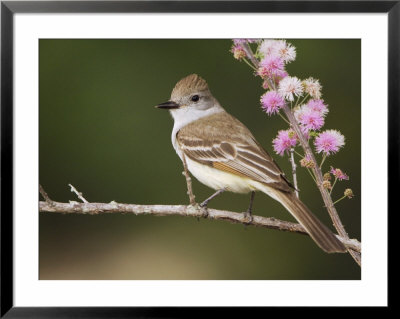 Ash-Throated Flycatcher, Uvalde County, Hill Country, Texas, Usa by Rolf Nussbaumer Pricing Limited Edition Print image