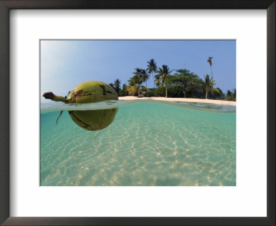 Coconut Floating On Water, Indo-Pacific, Split-Level, Dispersal Of Seed by Jurgen Freund Pricing Limited Edition Print image