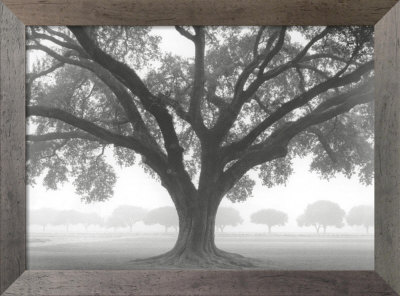 Silhouette Oak by William Guion Pricing Limited Edition Print image
