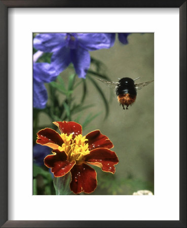 Bee, Worker Flying Past Marigold Flower, Oxon by Dr. John Cheverton Pricing Limited Edition Print image