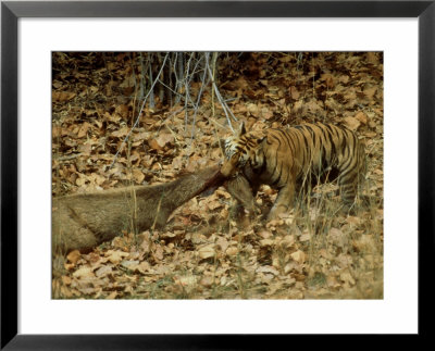 Ttiger, With Prey, India by Satyendra K. Tiwari Pricing Limited Edition Print image