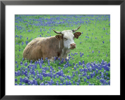 Cow (Mixed Breeds) In Bluebonnets Texas by Alan And Sandy Carey Pricing Limited Edition Print image
