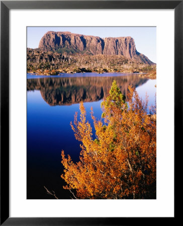 Deciduous Beech (Nothofagus Gunnii) In Autumn, Tasmania, Australia by Grant Dixon Pricing Limited Edition Print image