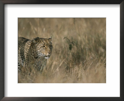 A Leopard On The Prowl In Masai Mara National Reserve by Roy Toft Pricing Limited Edition Print image