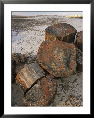 Close View Of Petrified Wood On The Crystal Forest Loop Trail by Richard Nowitz Pricing Limited Edition Print image