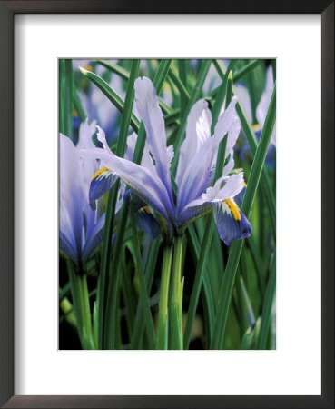 Iris Reticulata (Cantab), February by Mark Bolton Pricing Limited Edition Print image