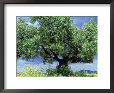 Olive Trees, Andalucia, Spain by Mike Slater Pricing Limited Edition Print image