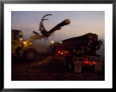 Salvage Logging After Large Forest Fire Near Burney, California by Phil Schermeister Pricing Limited Edition Print image