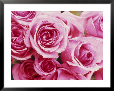 Rosa Jacaranda (Hybrid Tea Rose) by Linda Burgess Pricing Limited Edition Print image
